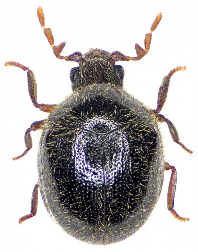 Caenocara affine